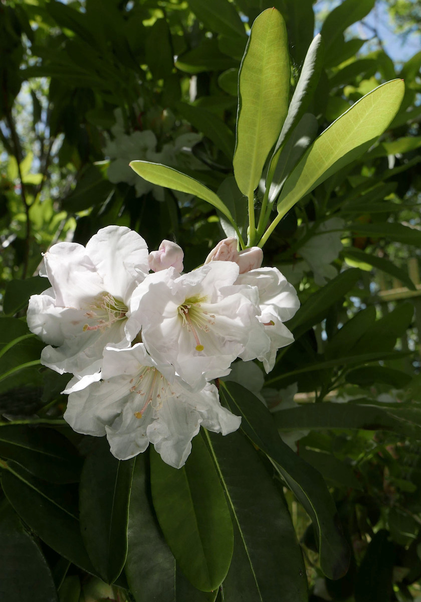 R. decorum AGM